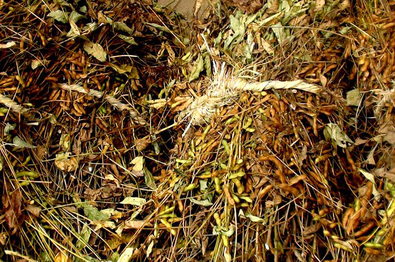 大豆秸稈-連續式炭化爐物料