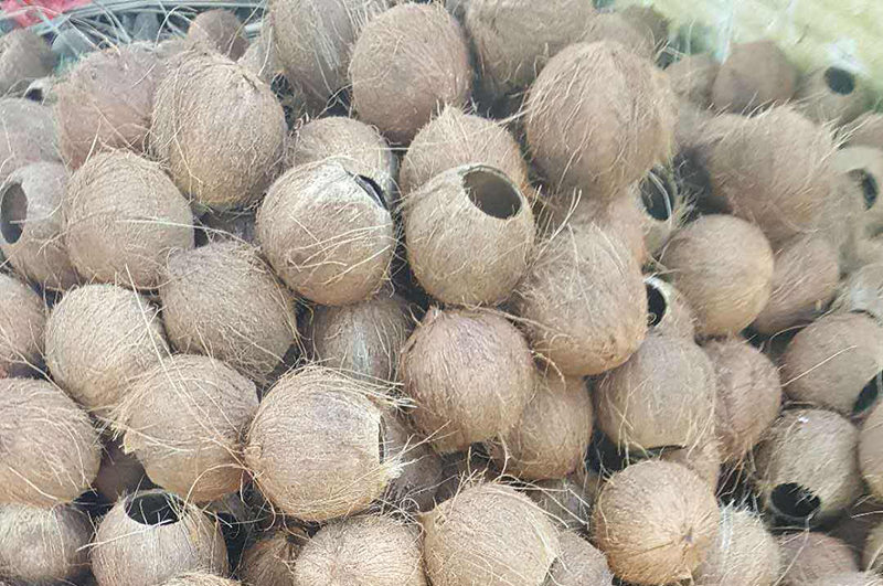 廢棄的椰殼都能做什么用呢？