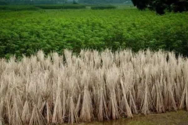 秸稈是農業生產中產生的大量副產品，在傳統意義下往往被視為廢棄物，隨意處理。