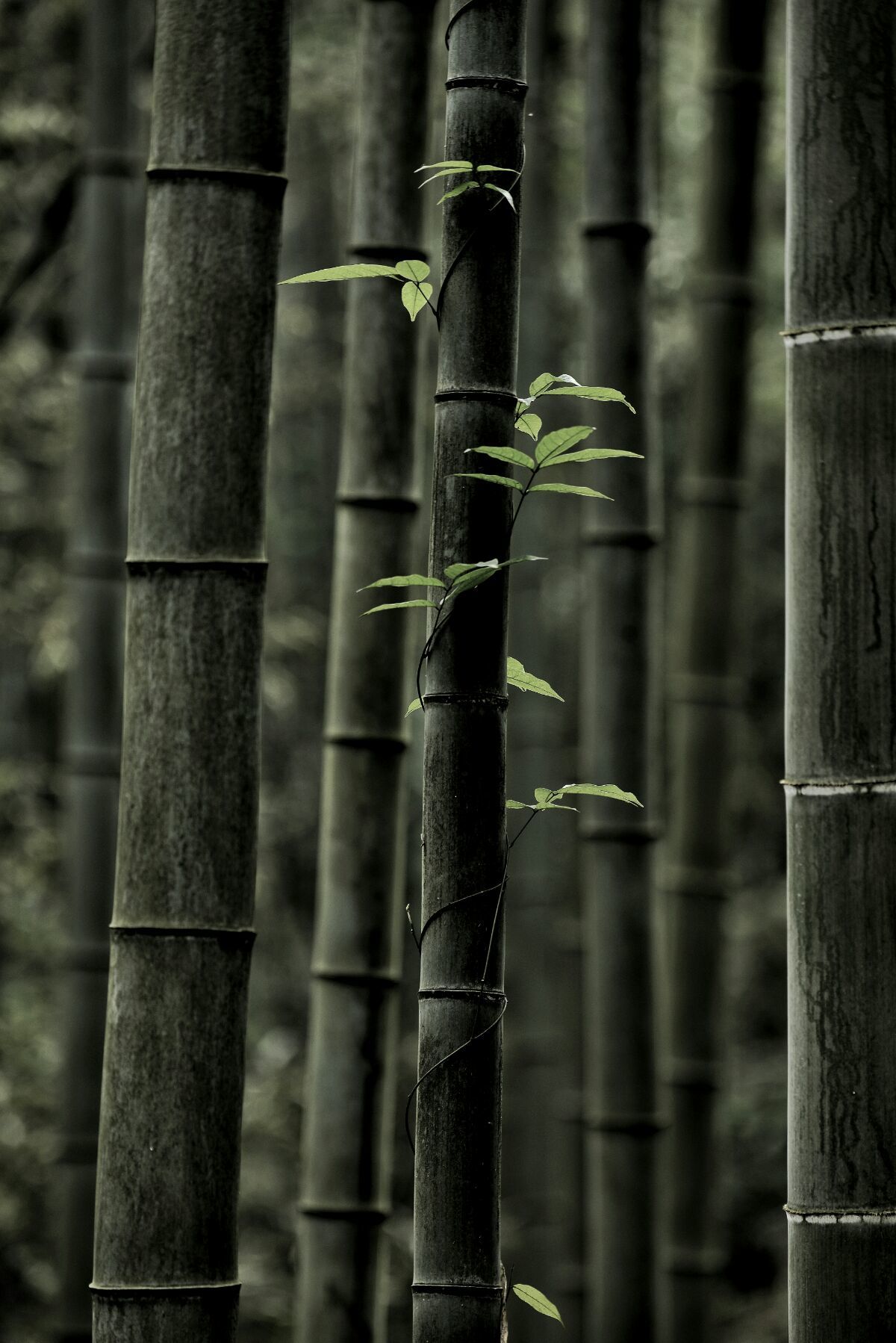 <strong>碳化竹子：從廢棄物到肥沃之源，滋養糯米茁壯成長</strong>
